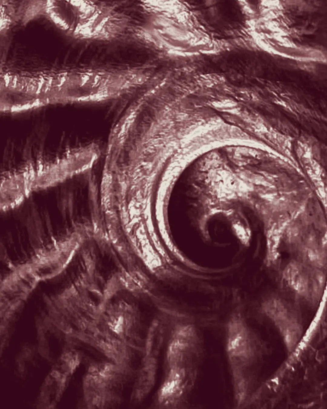 Fossile d’ammonite, teinté bordeaux